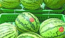 湖北武汉吃瓜,夏日食趣尽享