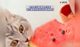吃蜜瓜的小猫,小猫品尝蜜瓜的可爱瞬间