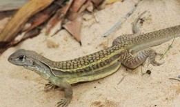 吃瓜蜥蜴视频解说