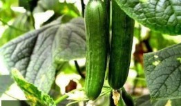 侨中吃瓜.Bot,揭秘校园热点事件背后的真相