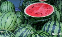 种瓜卖瓜吃瓜,瓜农的甜蜜生活