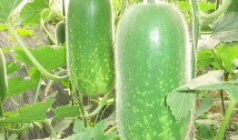 月吃月瓜,共赏人间美好时光