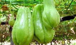 佛手瓜是吃苗还是吃瓜,品味苗香还是瓜韵？