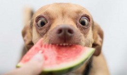 吃瓜丢狗,引发网友热议