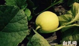 亭林瓜怎么吃,解锁美味新体验