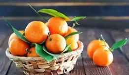 金丝凤吃瓜,一场甜蜜的夏日盛宴