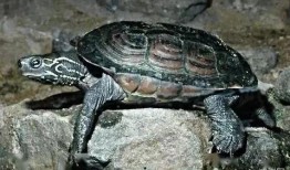 草龟吃瓜么,探究它们对瓜类食物的喜爱程度