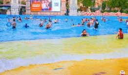 冲浪鱼仔吃瓜,揭秘海洋中的美食传奇