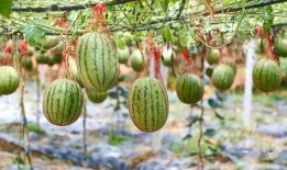 林州姚村吃瓜,林州姚村特色吃瓜体验之旅