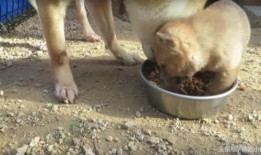 吃瓜柴柴犬,揭秘网红宠物的日常趣事