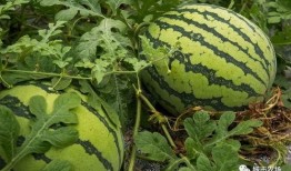 带你吃瓜植物,探寻“带你吃瓜”植物的神奇魅力