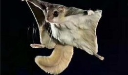 飞鼠吃不吃莫斯瓜,揭秘飞鼠的饮食习惯