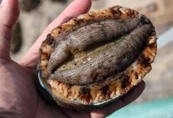 刘大瓜吃蚌,一场意外引发的美食奇遇