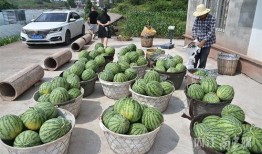 北龙湖吃瓜视频,揭秘网红美食背后的故事