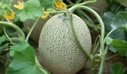 吃哈密瓜会出鼻血吗,揭秘水果与身体反应的奇妙关系