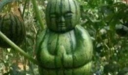 吃瓜很大的瓜啥意思,网络热词背后的文化现象