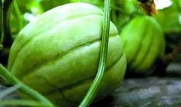 亭林瓜怎么吃,解锁美味新体验