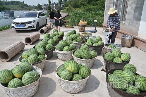 北龙湖吃瓜视频,揭秘网红美食背后的故事