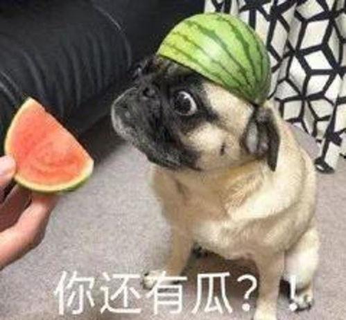 哑狗蛋在线吃瓜,网络红人吃瓜日常，带你领略网络热点的魅力