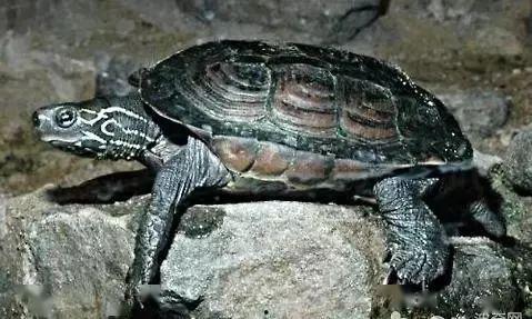草龟吃瓜么,探究它们对瓜类食物的喜爱程度