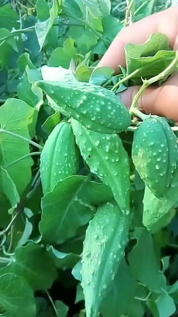 带你吃瓜植物,探寻“带你吃瓜”植物的神奇魅力